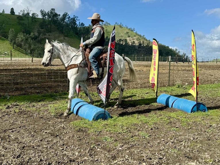 Appaloosa Gelding 10 years 14,3 hh Grey in Tres Pinos