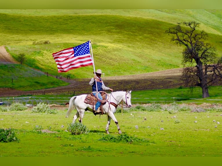 Appaloosa Gelding 10 years 14,3 hh Grey in Tres Pinos