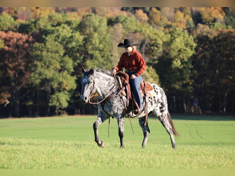 Appaloosa Gelding 10 years 14,3 hh Leopard-Piebald in Clarion Appaloosa Gelding 10 years 14,3 hh Leopard-Piebald in Clarion