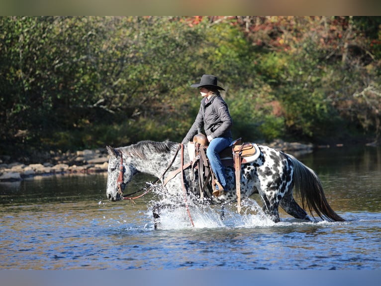 Appaloosa Gelding 10 years 14,3 hh Leopard-Piebald in Clarion Appaloosa Gelding 10 years 14,3 hh Leopard-Piebald in Clarion