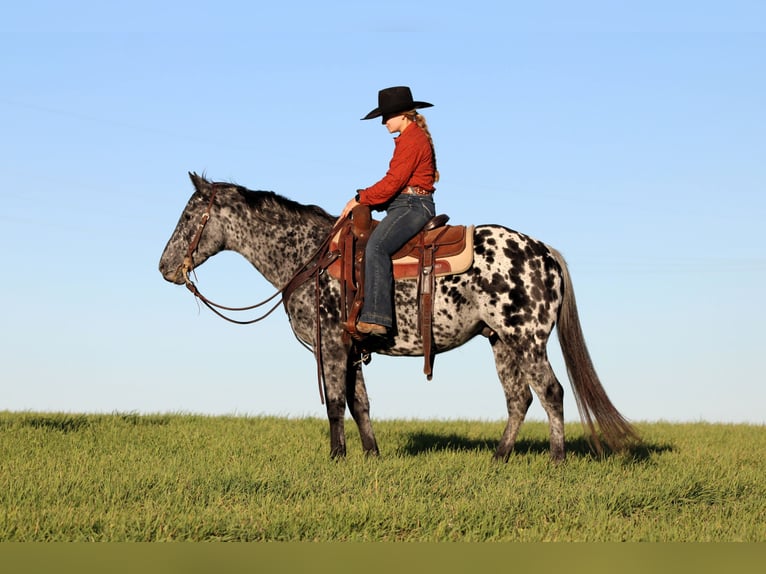 Appaloosa Gelding 10 years 14,3 hh Leopard-Piebald in Clarion Appaloosa Gelding 10 years 14,3 hh Leopard-Piebald in Clarion