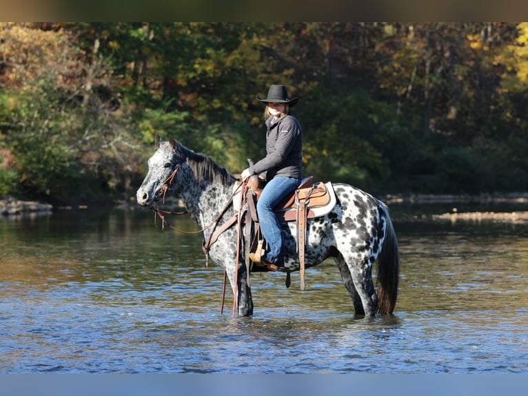 Appaloosa Gelding 10 years 14,3 hh Leopard-Piebald in Clarion Appaloosa Gelding 10 years 14,3 hh Leopard-Piebald in Clarion