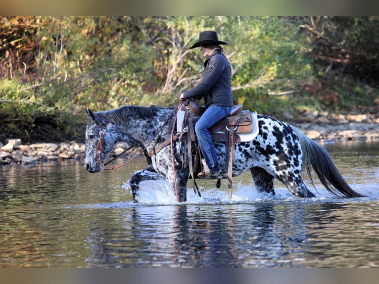 Appaloosa Gelding 10 years 14,3 hh Leopard-Piebald in Clarion Appaloosa Gelding 10 years 14,3 hh Leopard-Piebald in Clarion