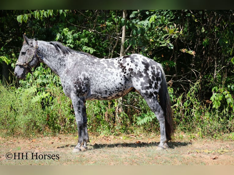 Appaloosa Gelding 10 years 14,3 hh Leopard-Piebald in Flemingsburg