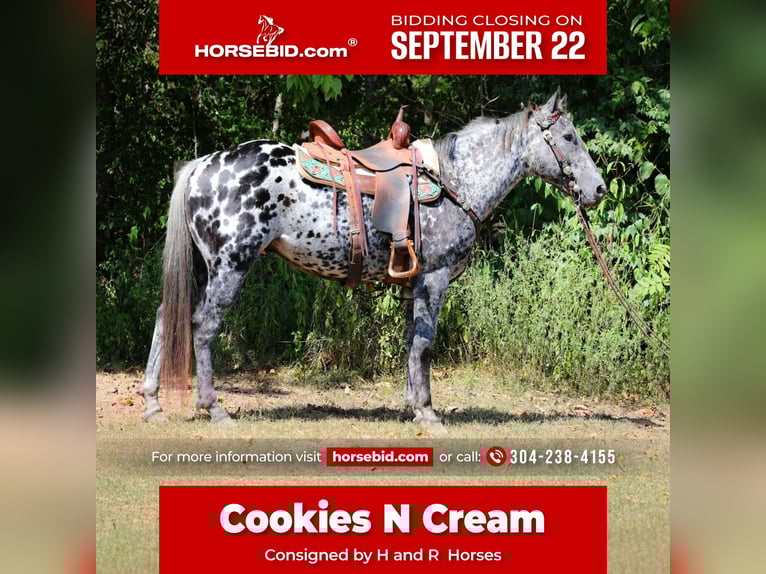 Appaloosa Gelding 10 years 14,3 hh Leopard-Piebald in Flemingsburg