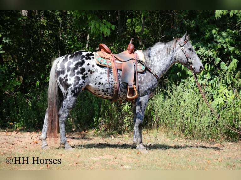 Appaloosa Gelding 10 years 14,3 hh Leopard-Piebald in Flemingsburg