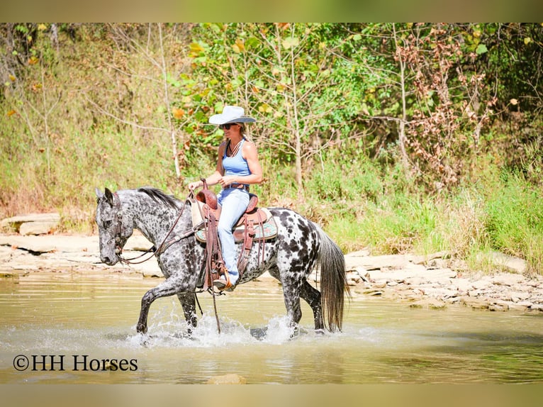 Appaloosa Gelding 10 years 14,3 hh Leopard-Piebald in Flemingsburg