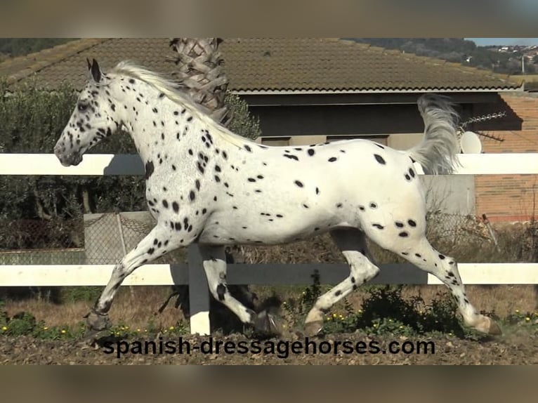 Appaloosa Mix Gelding 10 years 15,2 hh in Barcelona