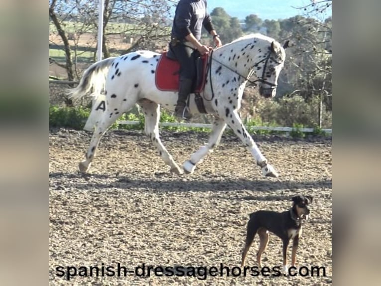 Appaloosa Mix Gelding 10 years 15,2 hh in Barcelona