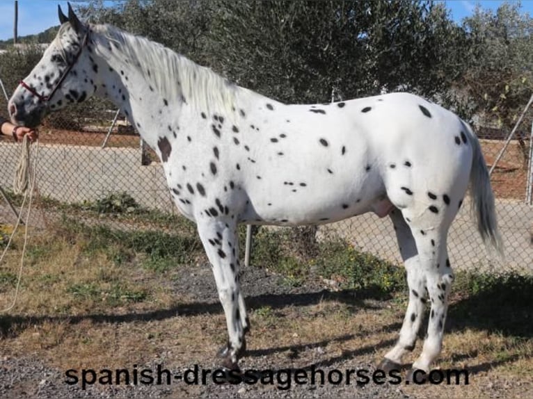 Appaloosa Mix Gelding 10 years 15,2 hh in Barcelona