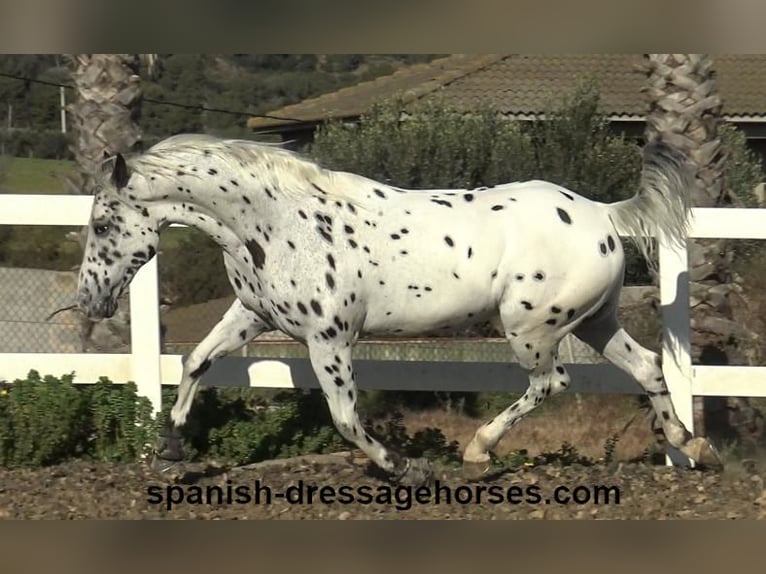 Appaloosa Mix Gelding 10 years 15,2 hh in Barcelona