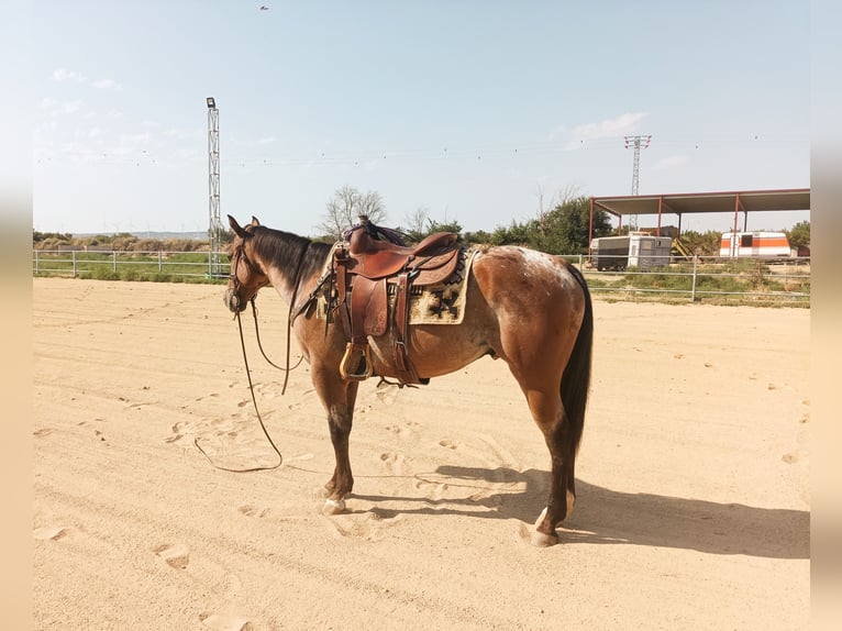 Appaloosa Mix Gelding 10 years 15,2 hh Roan-Bay in eibar