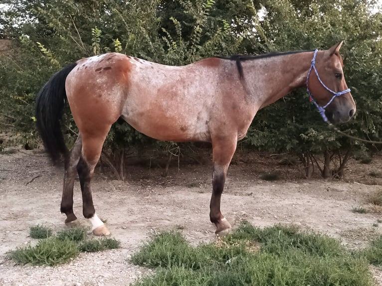 Appaloosa Mix Gelding 10 years 15,2 hh Roan-Bay in eibar