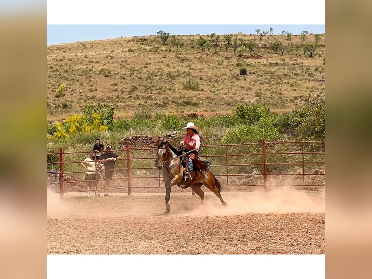 Appaloosa Mix Gelding 10 years 15,2 hh Roan-Bay in eibar