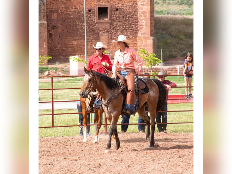 Appaloosa Mix Gelding 10 years 15,2 hh Roan-Bay in eibar