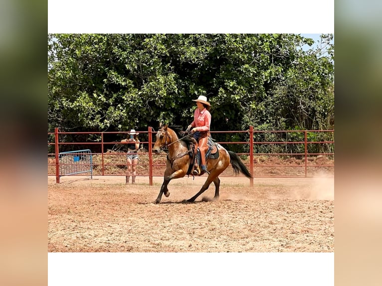 Appaloosa Mix Gelding 10 years 15,2 hh Roan-Bay in eibar