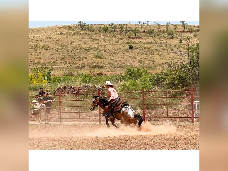 Appaloosa Mix Gelding 10 years 15,2 hh Roan-Bay in eibar