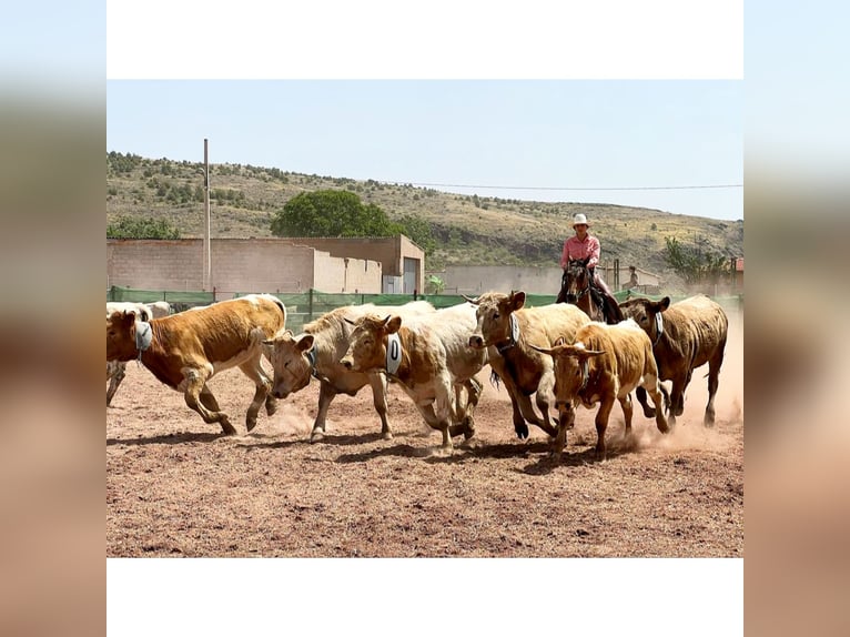 Appaloosa Mix Gelding 10 years 15,2 hh Roan-Bay in eibar