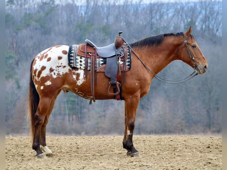 Appaloosa Gelding 10 years 15,2 hh in Battle Creek, IA