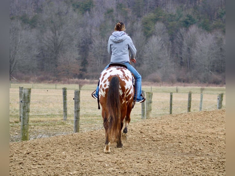 Appaloosa Gelding 10 years 15,2 hh in Battle Creek, IA