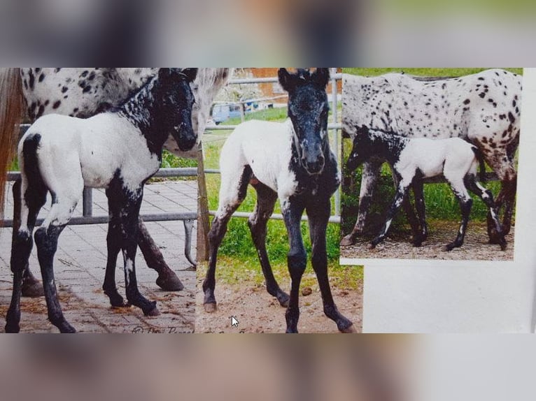 Appaloosa Gelding 10 years 15.2 hh White in Waakirchen