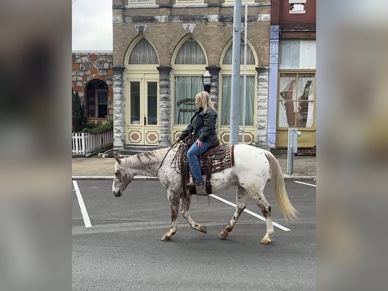 Appaloosa Gelding 10 years 15 hh Chestnut in Henderson