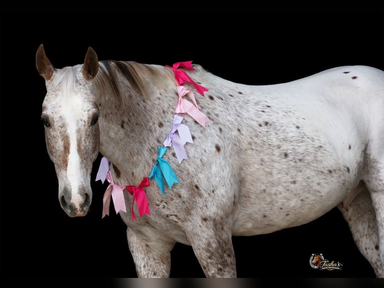 Appaloosa Gelding 10 years 15 hh Chestnut in Henderson