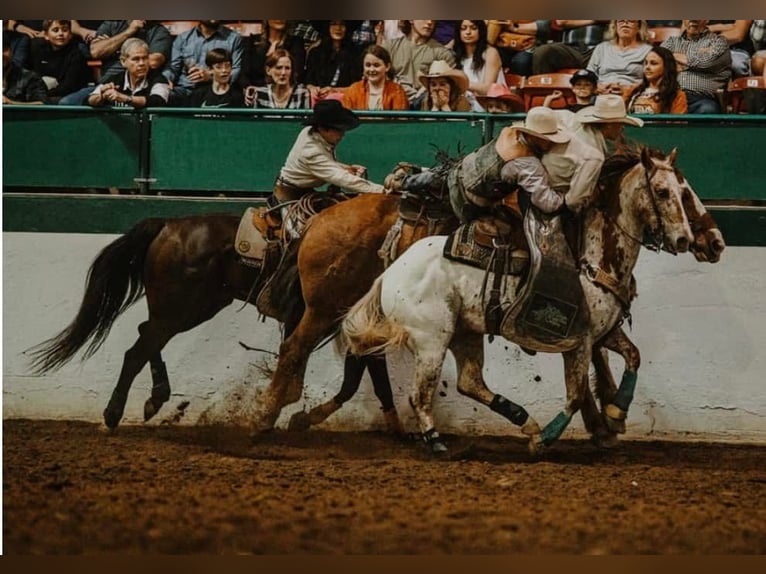 Appaloosa Gelding 10 years 15 hh Chestnut in Henderson
