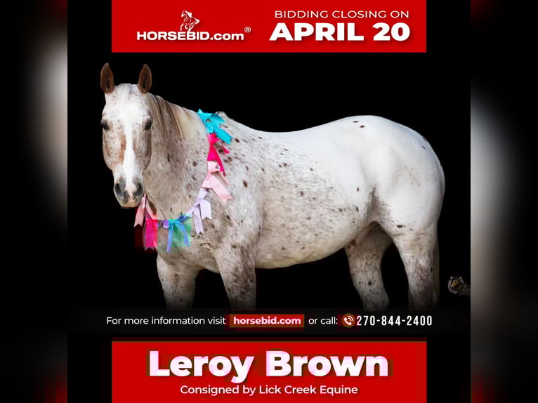 Appaloosa Gelding 10 years 15 hh Chestnut in Henderson