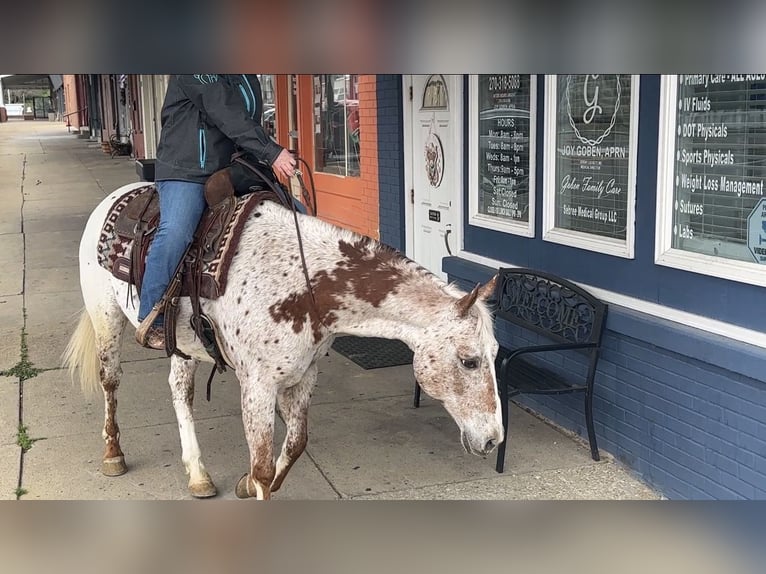 Appaloosa Gelding 10 years 15 hh Chestnut in Henderson