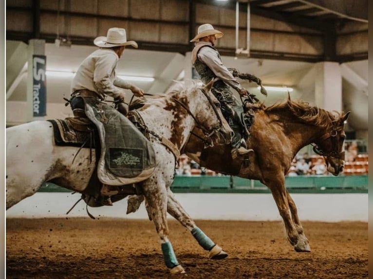 Appaloosa Gelding 10 years 15 hh Chestnut in Henderson