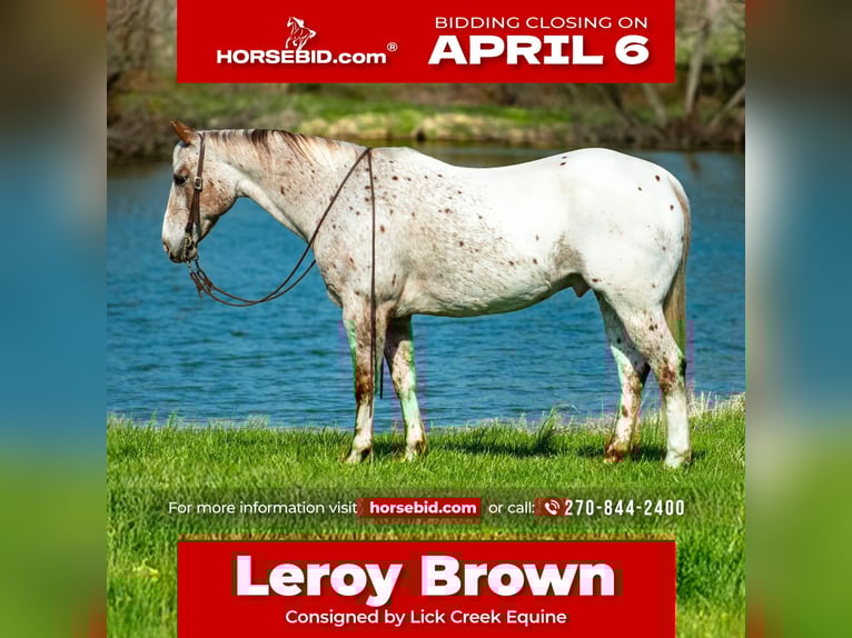 Appaloosa Gelding 10 years 15 hh Chestnut in Henderson