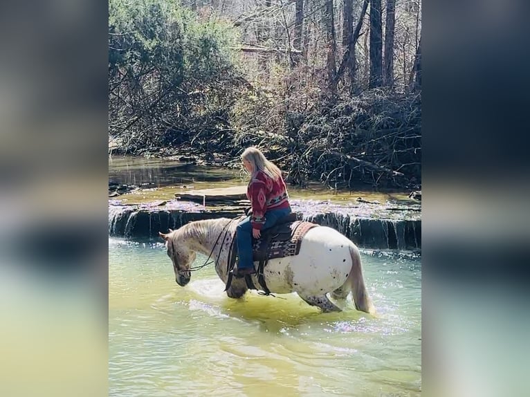 Appaloosa Gelding 10 years 15 hh Chestnut in Henderson