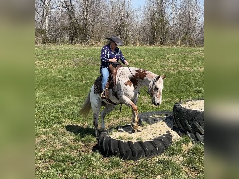 Appaloosa Gelding 10 years 15 hh Chestnut in Henderson
