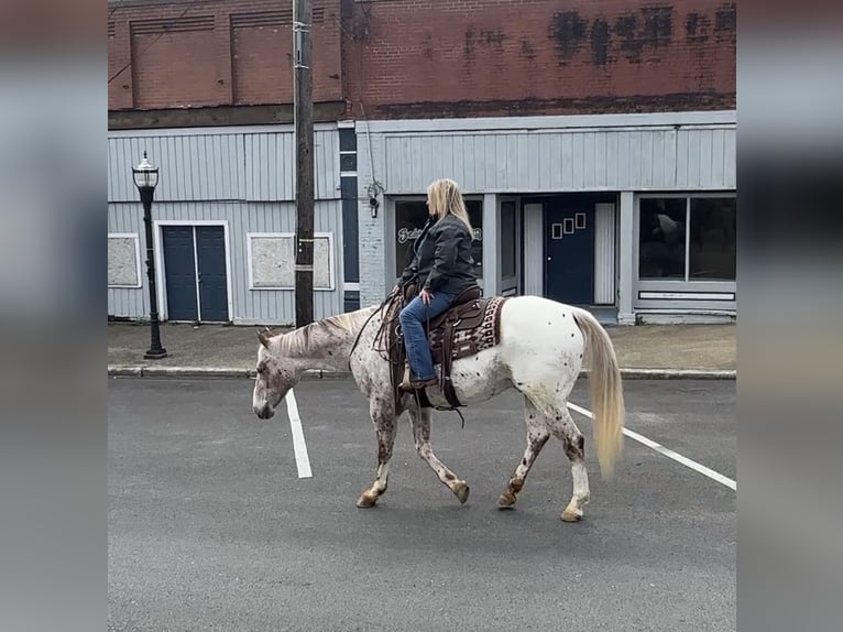 Appaloosa Gelding 10 years 15 hh Chestnut in Henderson