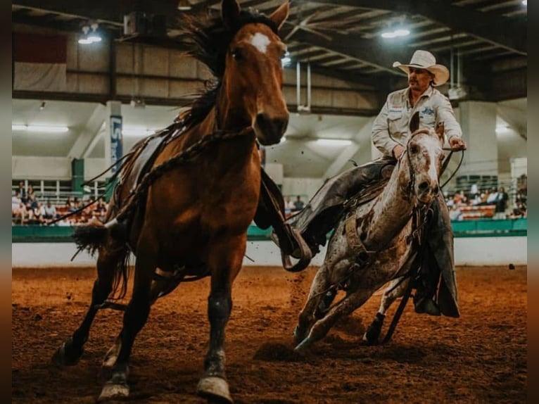 Appaloosa Gelding 10 years 15 hh Chestnut in Henderson