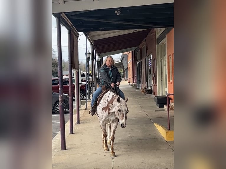 Appaloosa Gelding 10 years 15 hh Chestnut in Henderson