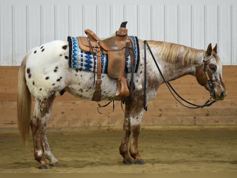 Appaloosa Gelding 10 years 15 hh in Joice, IA