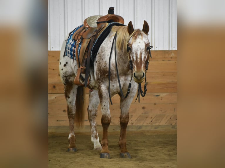 Appaloosa Gelding 10 years 15 hh in Joice, IA