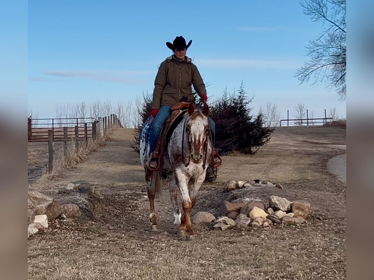 Appaloosa Gelding 10 years 15 hh in Joice, IA