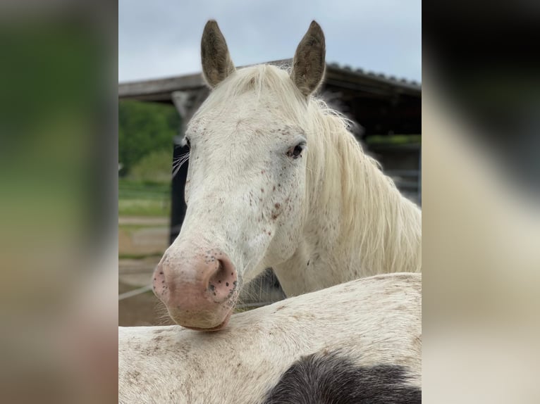 Appaloosa Mix Gelding 10 years 15 hh Gray-Dapple in Obing