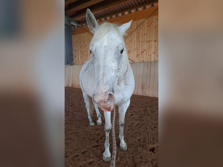 Appaloosa Mix Gelding 10 years 15 hh Gray-Dapple in Obing