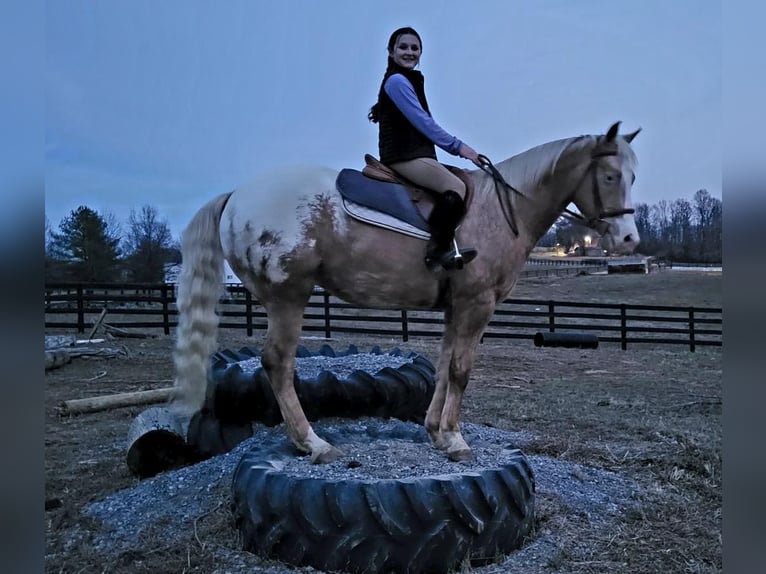 Appaloosa Gelding 10 years 15 hh Palomino in Robards, KY