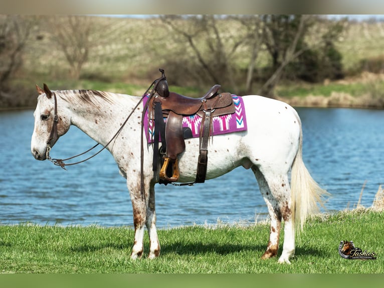 Appaloosa Gelding 10 years 15 hh Roan-Red in Henderson