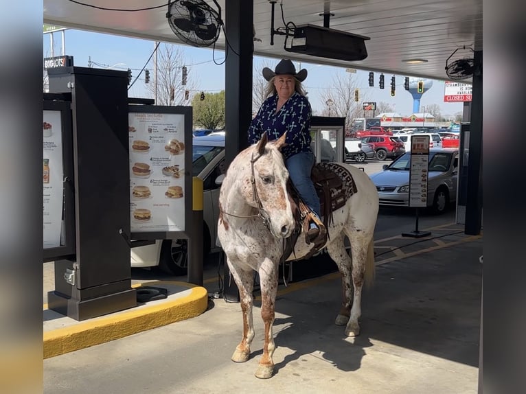 Appaloosa Gelding 10 years 15 hh Roan-Red in Henderson
