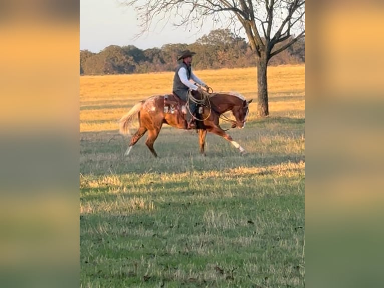 Appaloosa Gelding 10 years 15,1 hh Chestnut in Argyle