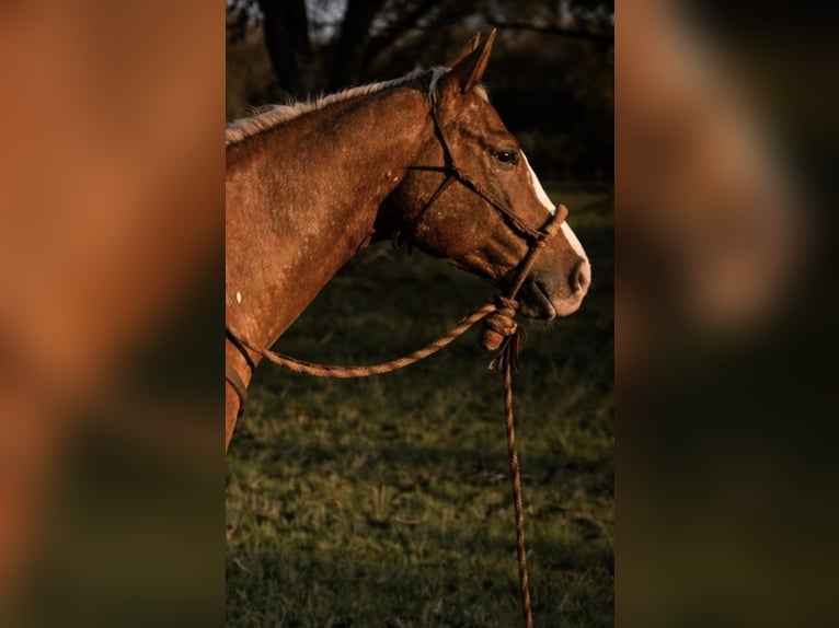 Appaloosa Gelding 10 years 15,1 hh Chestnut in Argyle