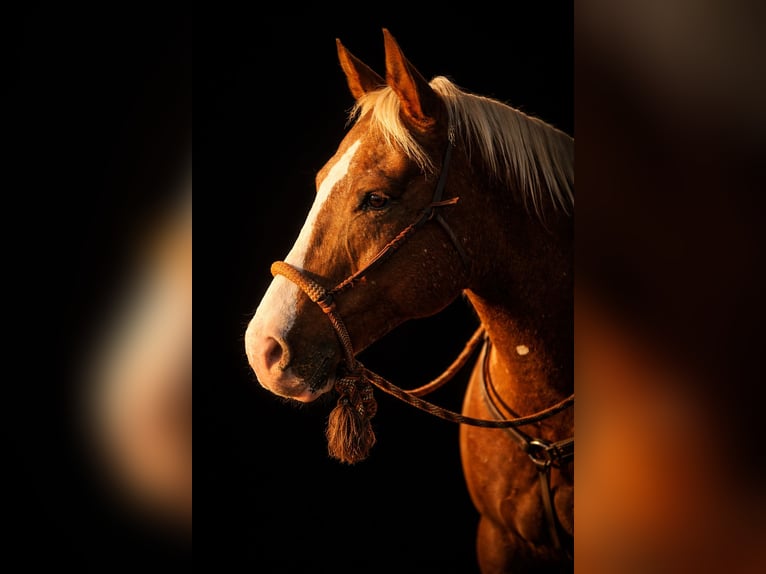 Appaloosa Gelding 10 years 15,1 hh Chestnut in Argyle