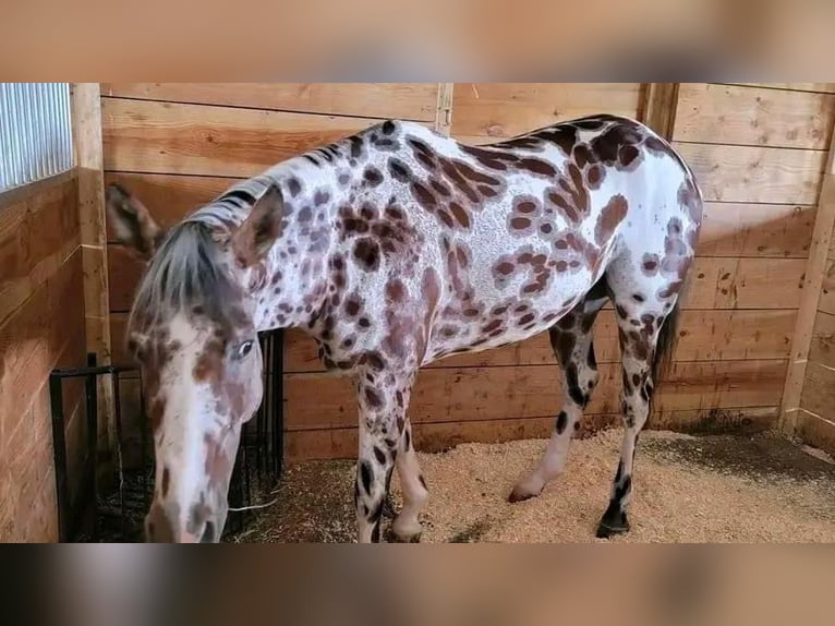 Appaloosa Gelding 10 years 15,1 hh in Hannover