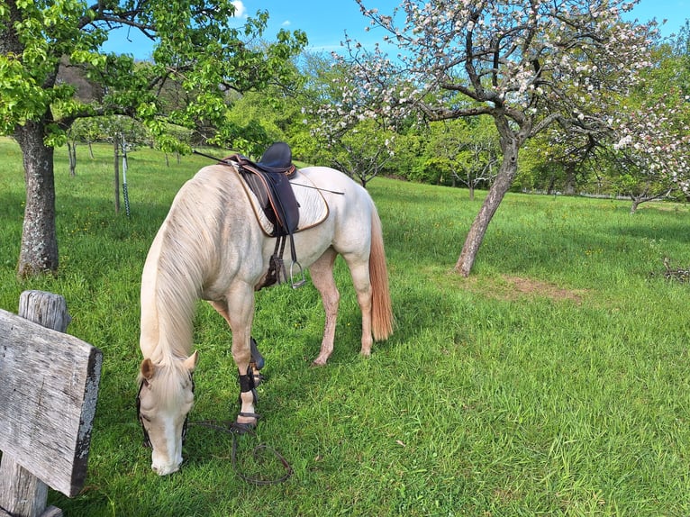 Appaloosa Gelding 10 years 15,2 hh Cremello in Duttweiler